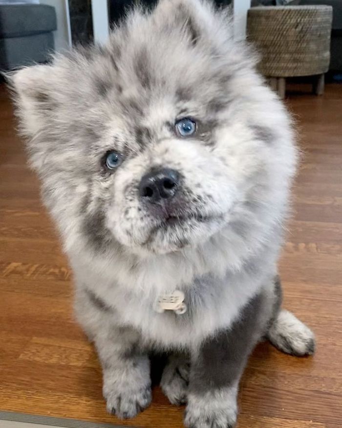 Fluffy-Dog-Oreo-Cloud-Chief