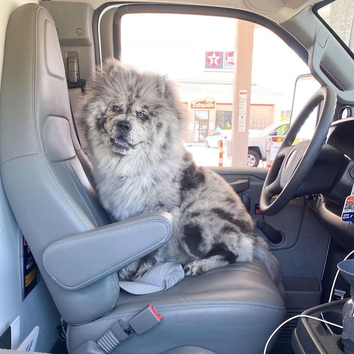Fluffy-Dog-Oreo-Cloud-Chief