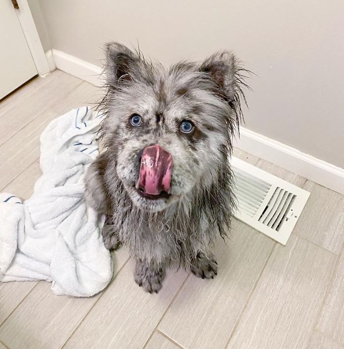 Fluffy-Dog-Oreo-Cloud-Chief