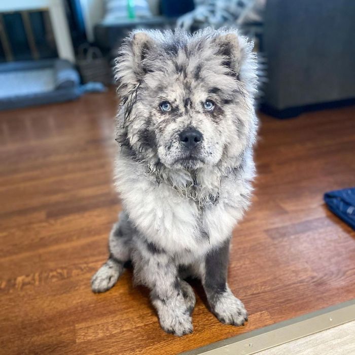 Fluffy-Dog-Oreo-Cloud-Chief