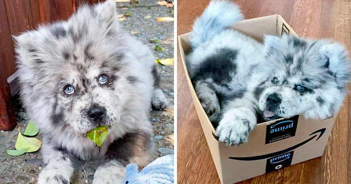 Puppy Who Went Viral For Looking Like An ‘Oreo Cloud’ Is Becoming The 85-Pound Lion He Was Destined To Be (27 Pics)