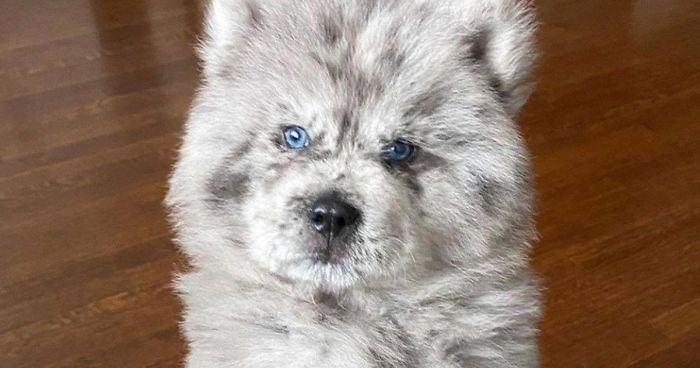 Puppy Who Went Viral For Looking Like An ‘Oreo Cloud’ Is Becoming The 85-Pound Lion He Was Destined To Be (27 Pics)