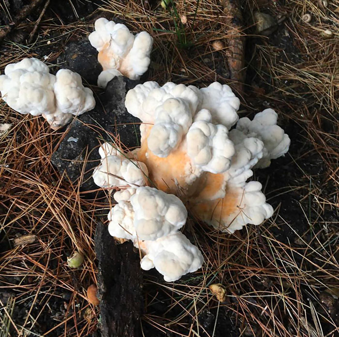 10-Second Rule Popcorn