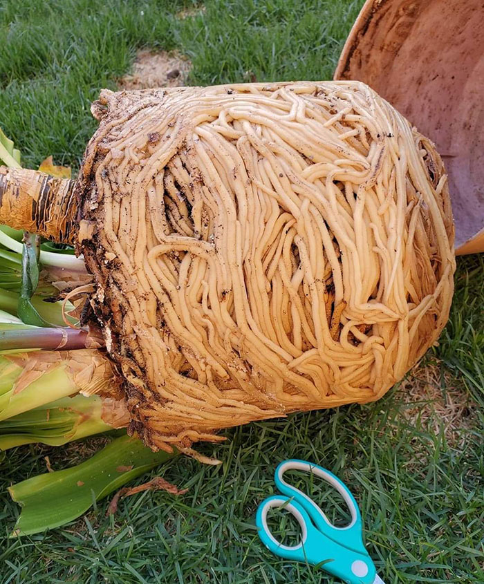 Should She Use Tomato Or Alfredo Sauce For Tonight's Italian Dish?