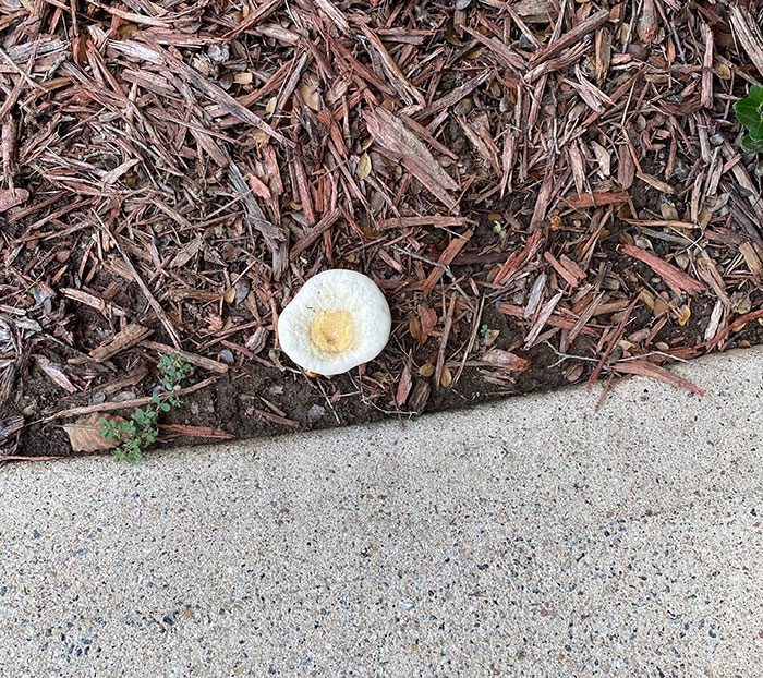 This Mushroom That Looks Like A Fried Egg