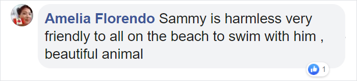 Sammy The Seal Is So Outgoing, He's Making Human Friends At The Beach