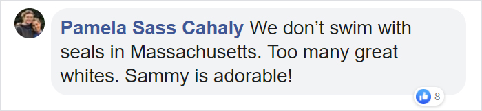Sammy The Seal Is So Outgoing, He's Making Human Friends At The Beach Sammy The Seal Is So Outgoing, He's Making Human Friends At The Beach