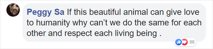 Sammy The Seal Is So Outgoing, He's Making Human Friends At The Beach