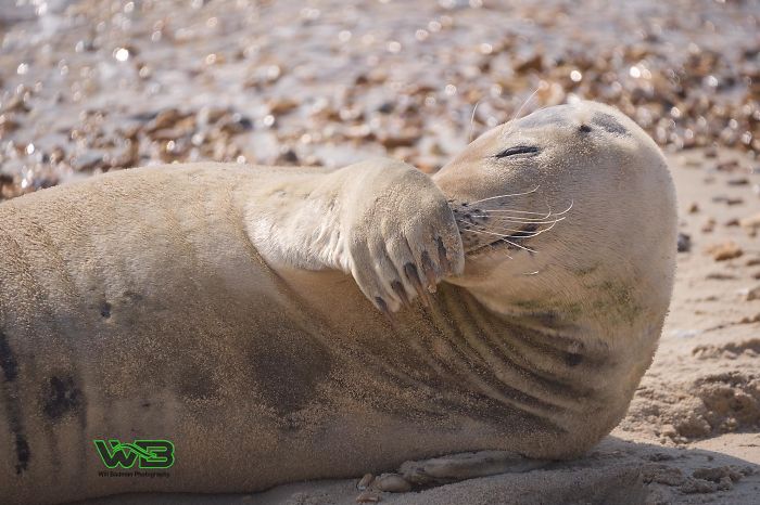 Sammy The Seal Is So Outgoing, He's Making Human Friends At The Beach Sammy The Seal Is So Outgoing, He's Making Human Friends At The Beach