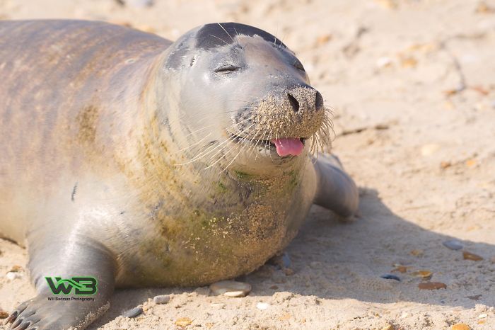 Sammy The Seal Is So Outgoing, He's Making Human Friends At The Beach