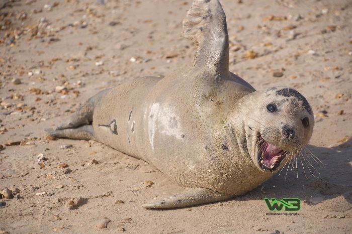 Sammy The Seal Is So Outgoing, He's Making Human Friends At The Beach Sammy The Seal Is So Outgoing, He's Making Human Friends At The Beach