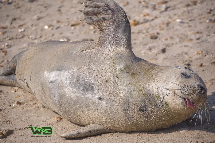 Sammy The Seal Is So Outgoing, He's Making Human Friends At The Beach Sammy The Seal Is So Outgoing, He's Making Human Friends At The Beach