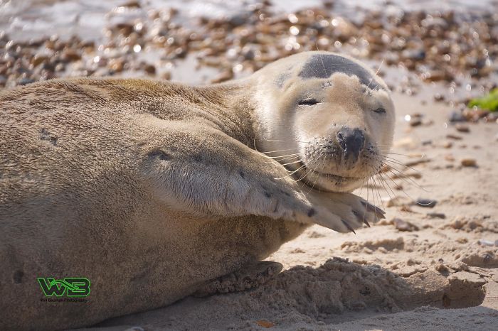 Sammy The Seal Is So Outgoing, He's Making Human Friends At The Beach Sammy The Seal Is So Outgoing, He's Making Human Friends At The Beach