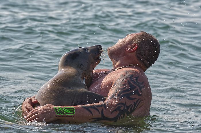 Sammy The Seal Is So Outgoing, He's Making Human Friends At The Beach Sammy The Seal Is So Outgoing, He's Making Human Friends At The Beach