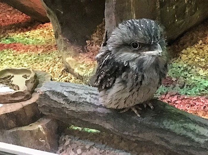 Frogmouth-Birds-Cute-Babies-Pics
