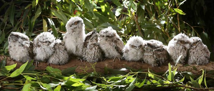 Frogmouth-Birds-Cute-Babies-Pics