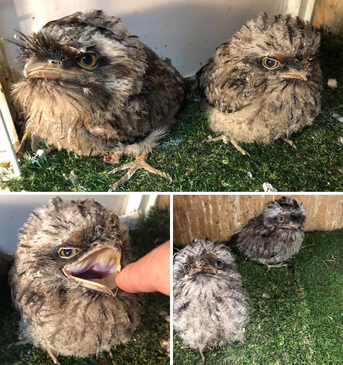 Frogmouth-Birds-Cute-Babies-Pics