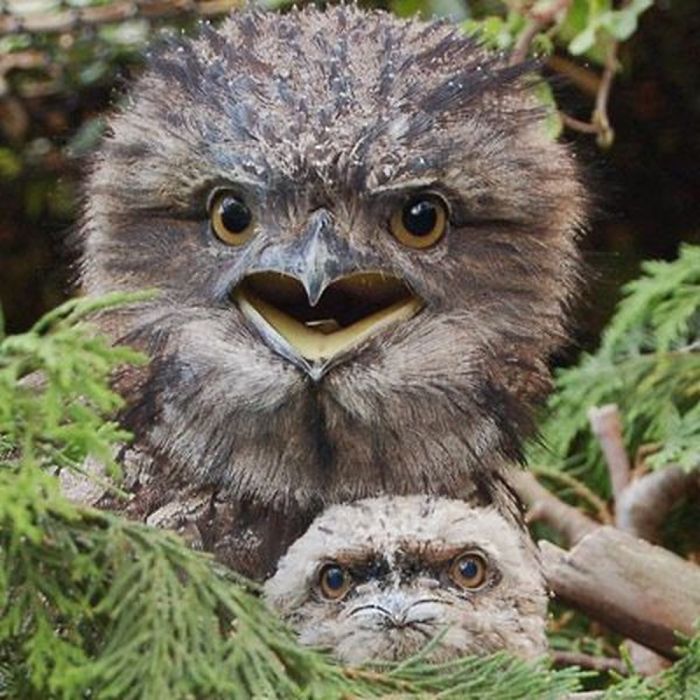 Frogmouth-Birds-Cute-Babies-Pics