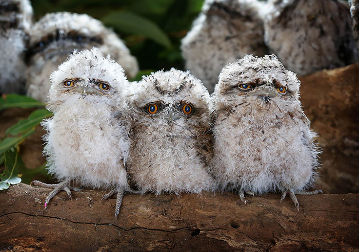Frogmouth-Birds-Cute-Babies-Pics