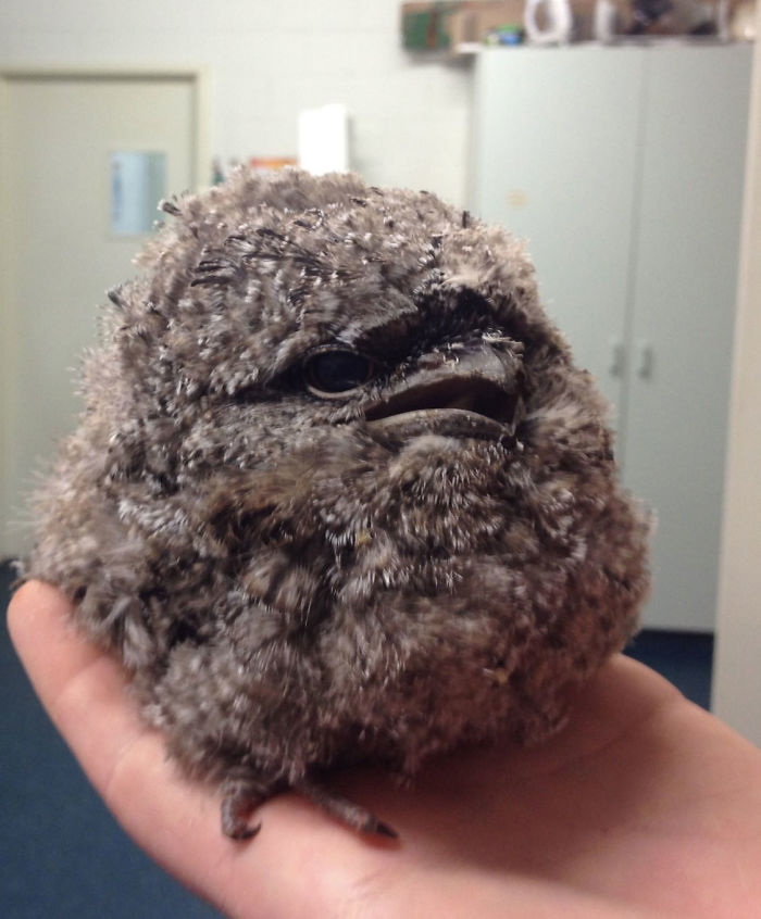 Frogmouth-Birds-Cute-Babies-Pics