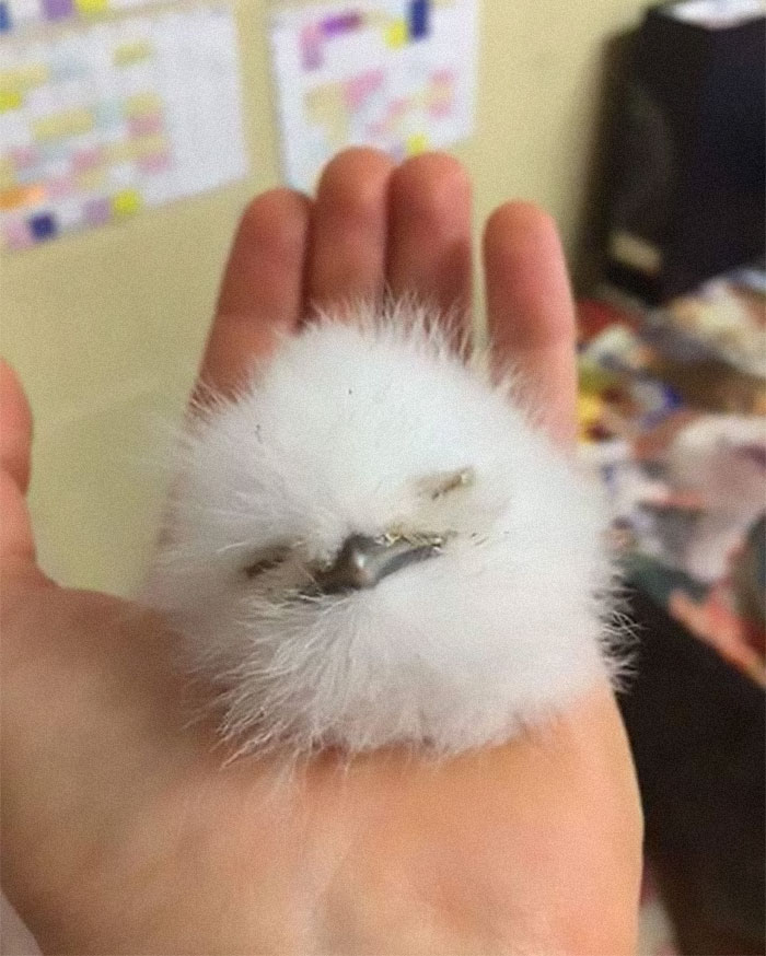 Frogmouth-Birds-Cute-Babies-Pics