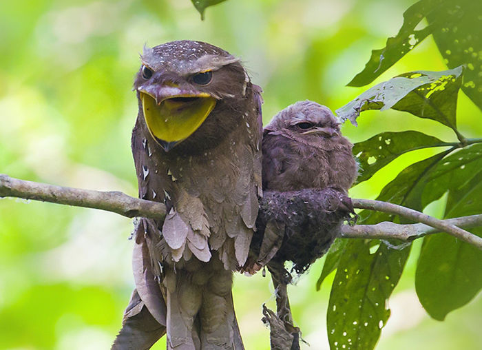 Frogmouth-Birds-Cute-Babies-Pics