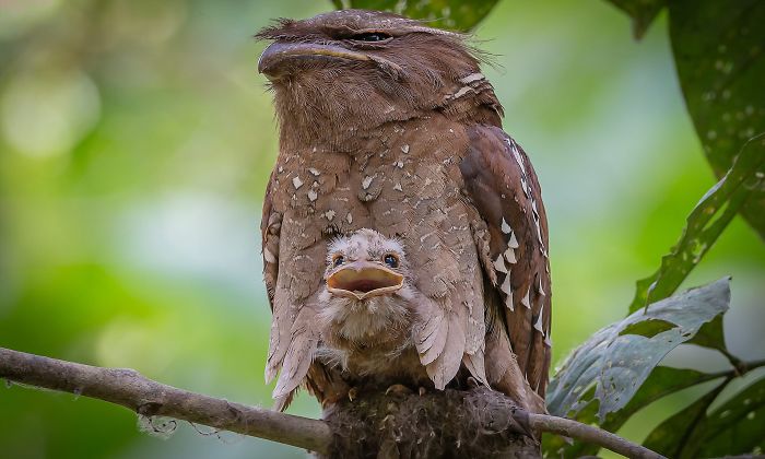 Frogmouth-Birds-Cute-Babies-Pics