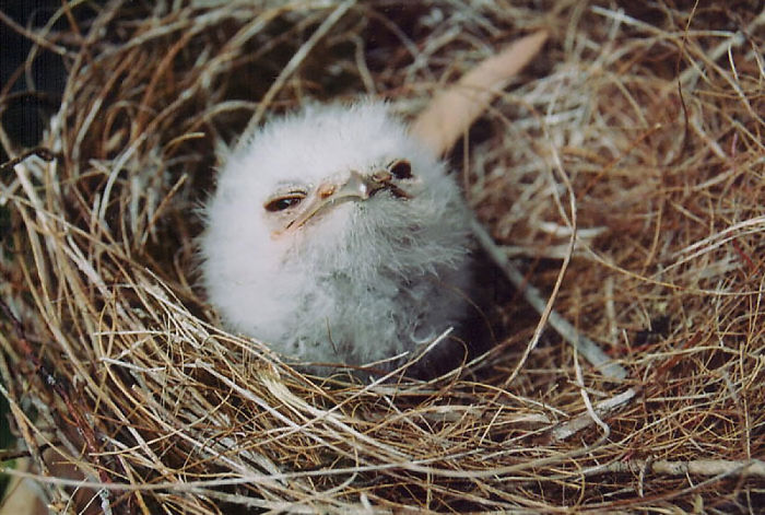 Frogmouth-Birds-Cute-Babies-Pics
