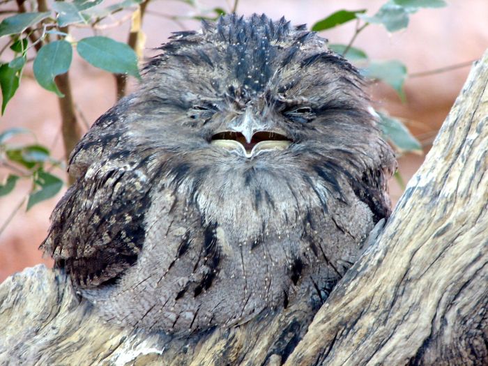 Frogmouth-Birds-Cute-Babies-Pics