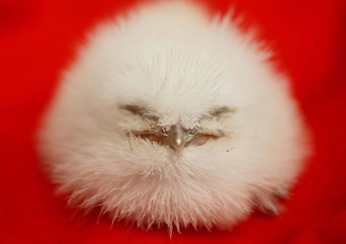 Frogmouth-Birds-Cute-Babies-Pics