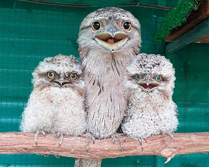 28 Cute Frogmouth Babies That Have Very Expressive Looks