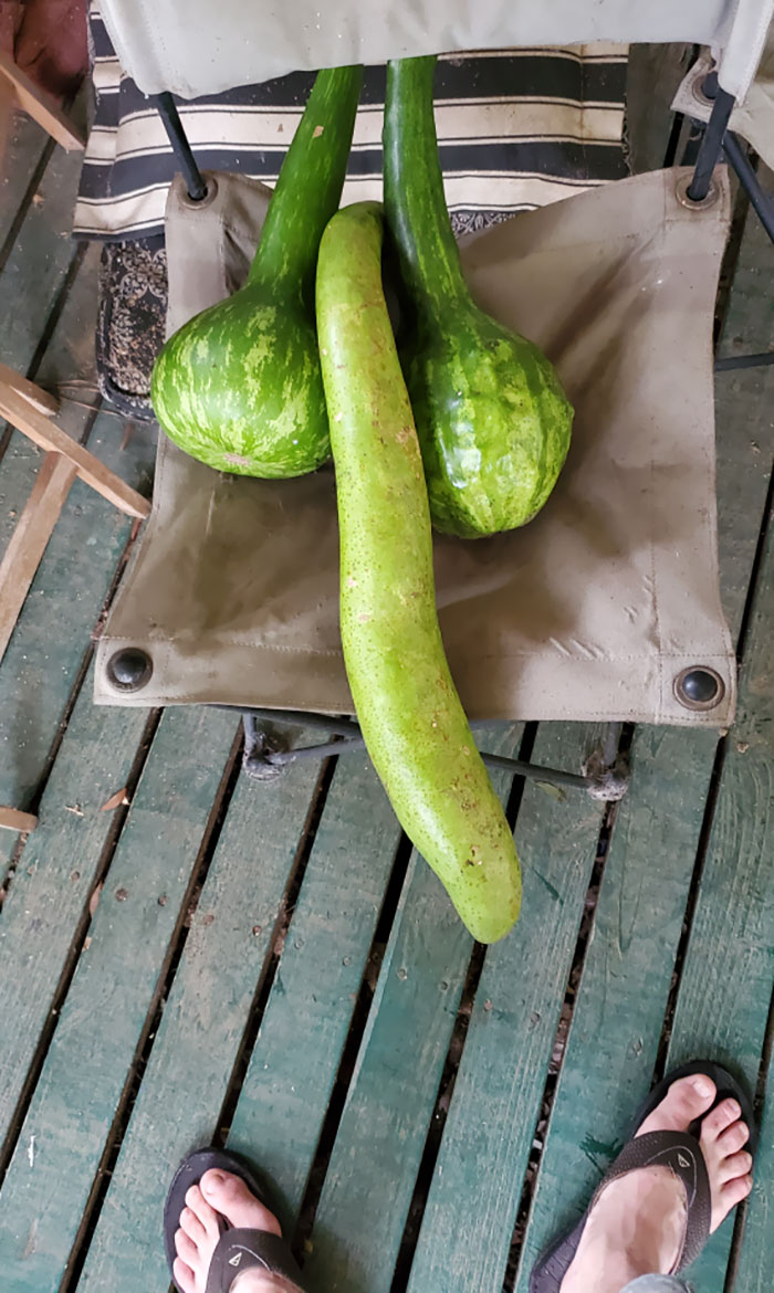 Wife Told Me To Put The Gourds Out Back To Dry