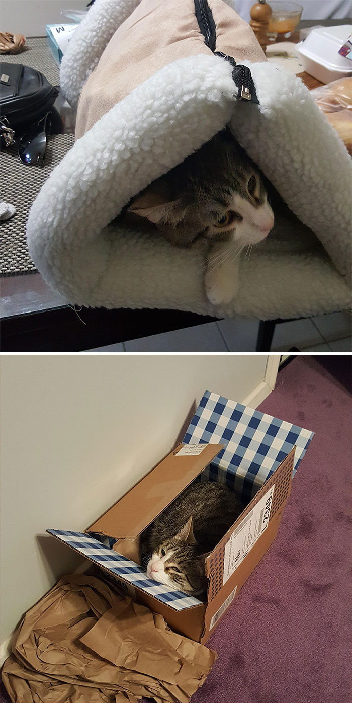 I Just Unpacked And Zipped Her New Bed. She Jumped Right In She Didn't Even Let Me Move The Bed To The Bedroom. 5 Mins Later She'd Rather Be Here