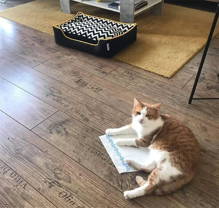 50 Divertidos ejemplos de camas y lógica gatunas