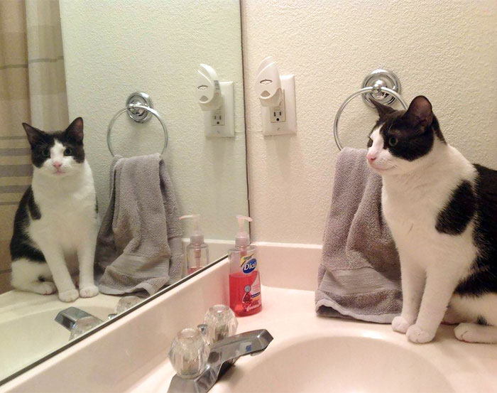 Whenever I Go To The Bathroom, He Stares At Me Through The Mirror Like This