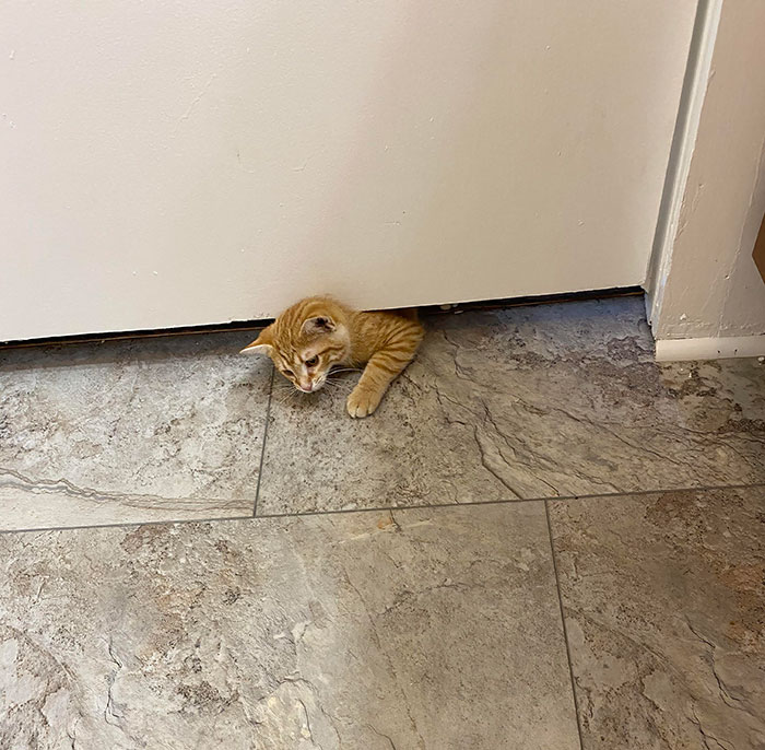 I’ll Never Poop In Peace