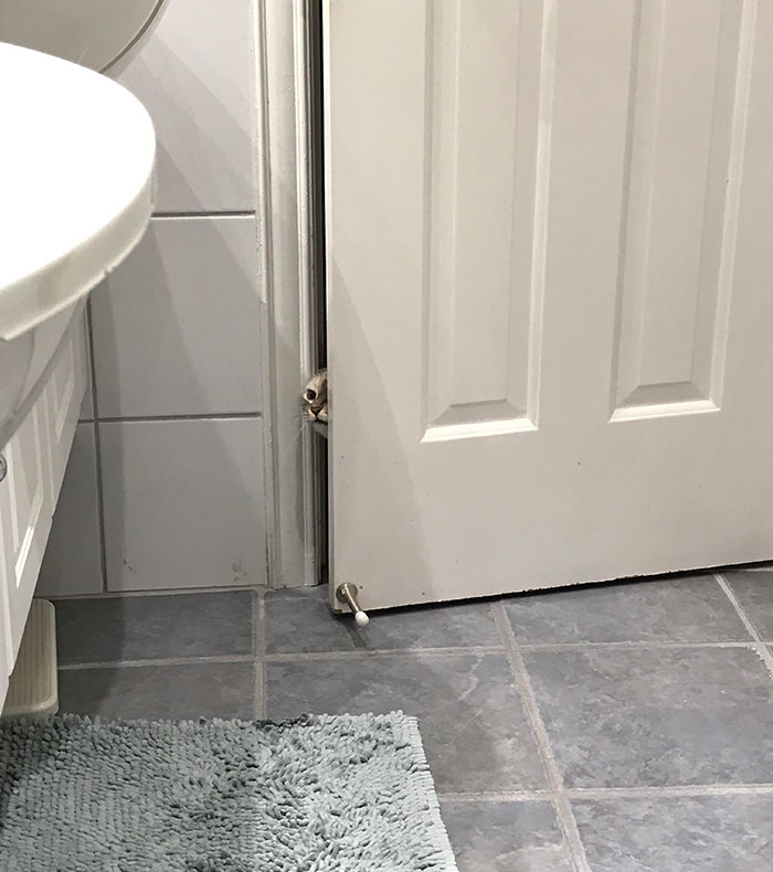 There Is No Such Thing As Privacy When Cats Run Your Household
