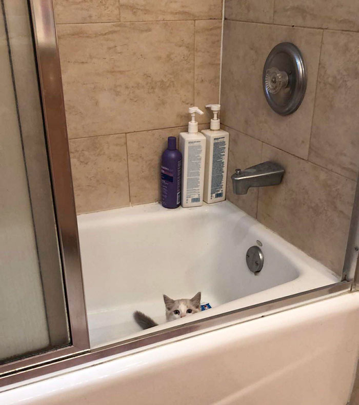 My Roommate And I No Longer Have Privacy. He Scream-Meows At The Door If We Don’t Let Him Join Our Poops