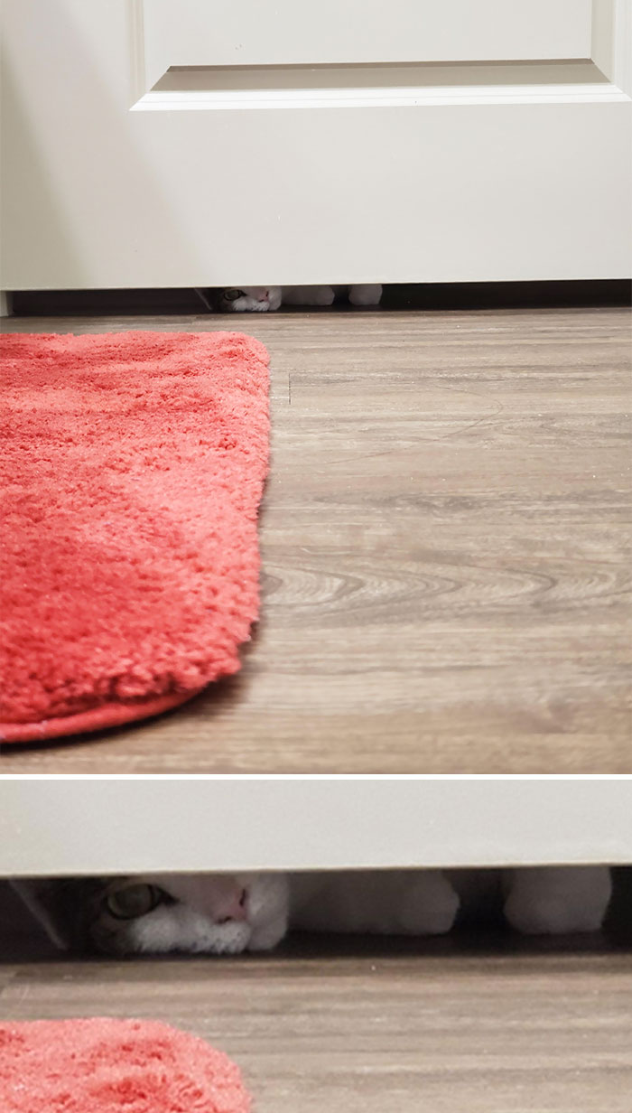 I Can't Even Use The Bathroom In Peace