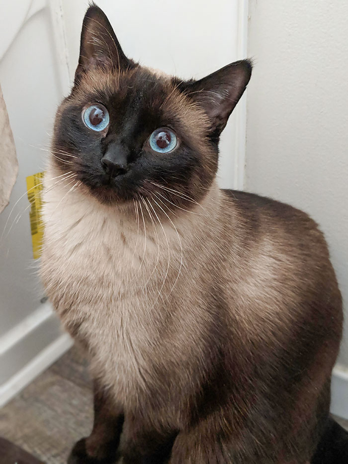 Quill Likes To Stare Into Your Soul When You're Pooping