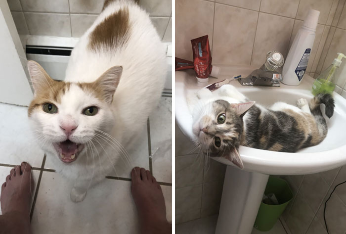 They Can't Even Let Me Poop In Peace