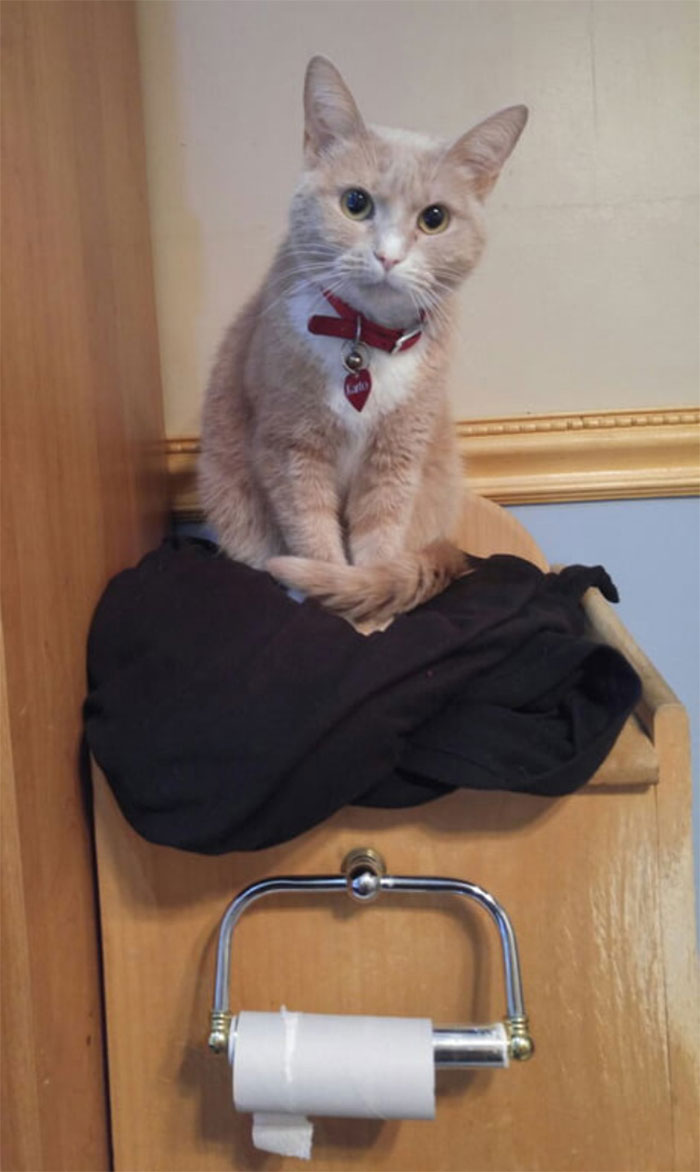 When You Try To Poop... But Someone Is Watching You