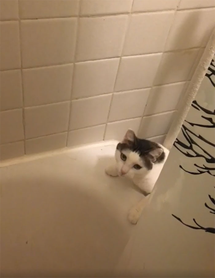This Is Goblin. For A Cat That Generally Enjoys Playing In The Water, She Really Doesn’t Like Me Showering