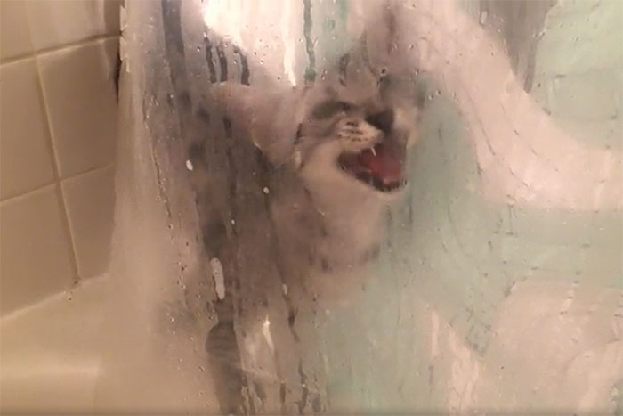 My Cat Hates Water And Used To Yell About It Whenever I Showered