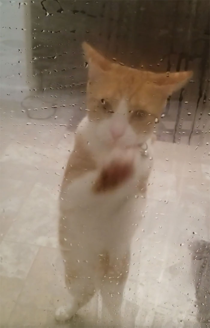 Every Time I'm In The Shower, My Cat Lucy Tries To Save Me!