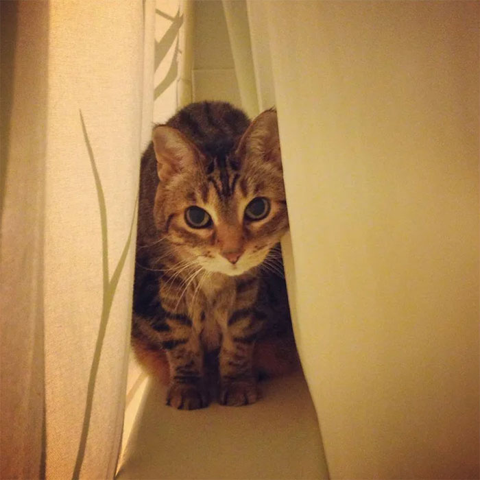 Here's My 15 Year Old Cat Who Still Thinks Hiding Between The Shower Curtain Is Fun