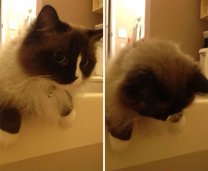 Roommate Got A Cat. This Is Now How I Take A Bath