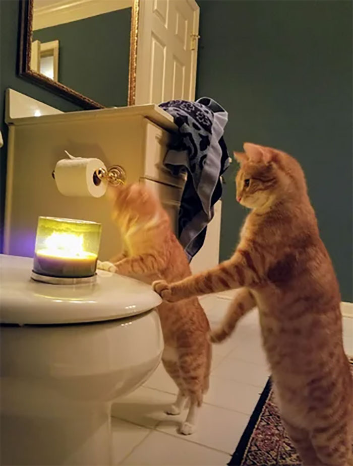 That Time My Cats Turned My Innocent Bath Time Into The Start Of Some Sort Of Ginger Floof Druid Ceremony