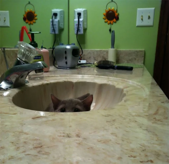 I Noticed My Girlfriends Cat Snuck Into The Bathroom. I Was Promptly Attacked After Taking This Picture