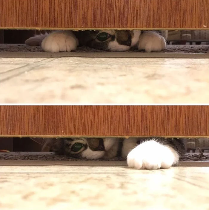 Guess I Know Why My Shirts Are Disappearing Under The Bathroom Door